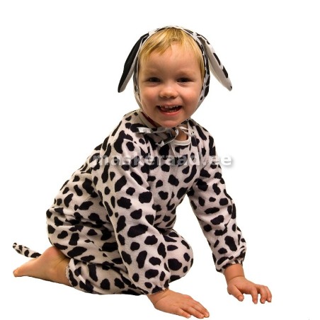 Koer, Dalmaatsia, väike