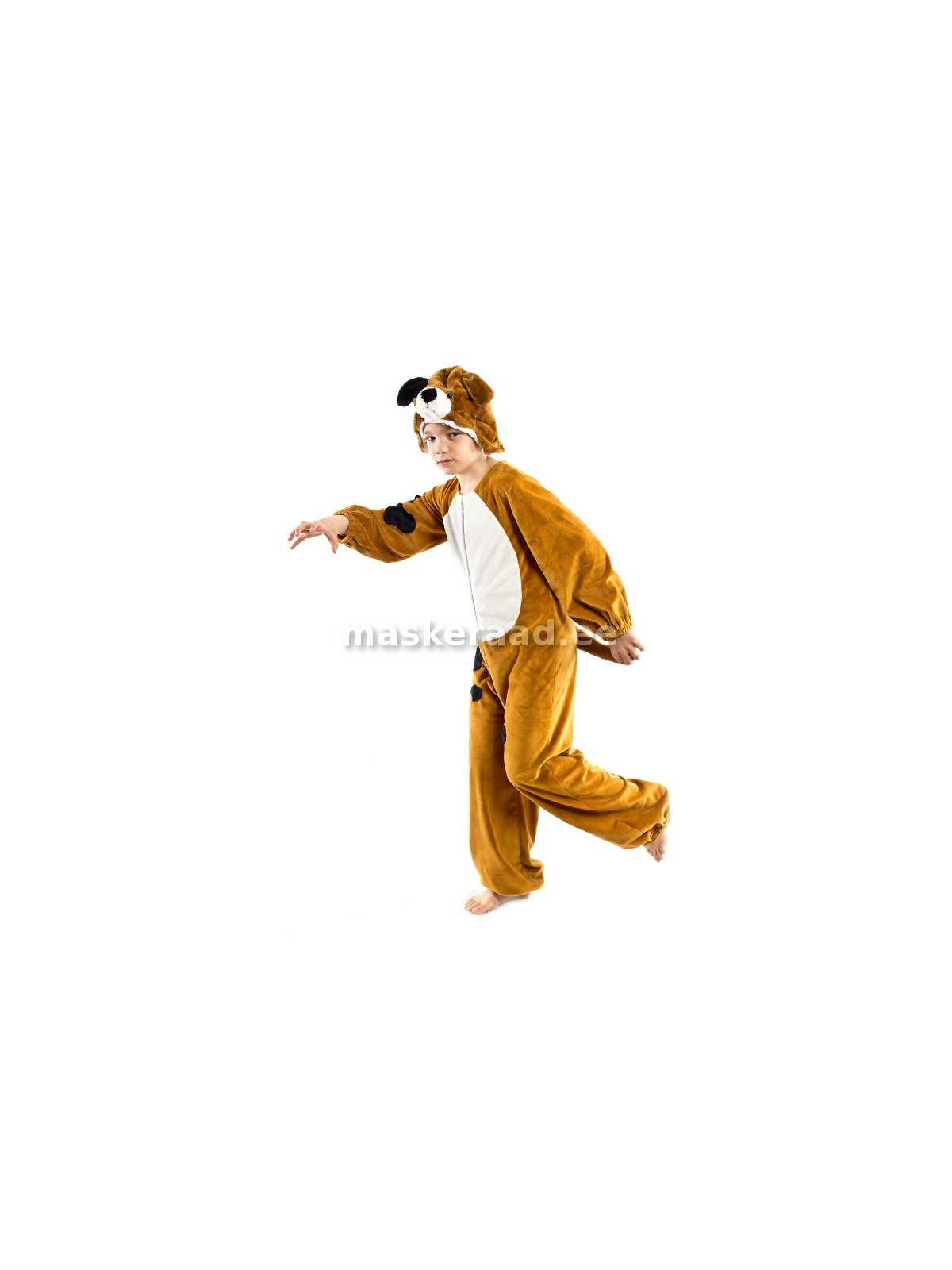 Koer pruun, valge kõhuga