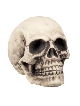 Tugevamast vahust suur pealuu (27x27x38)